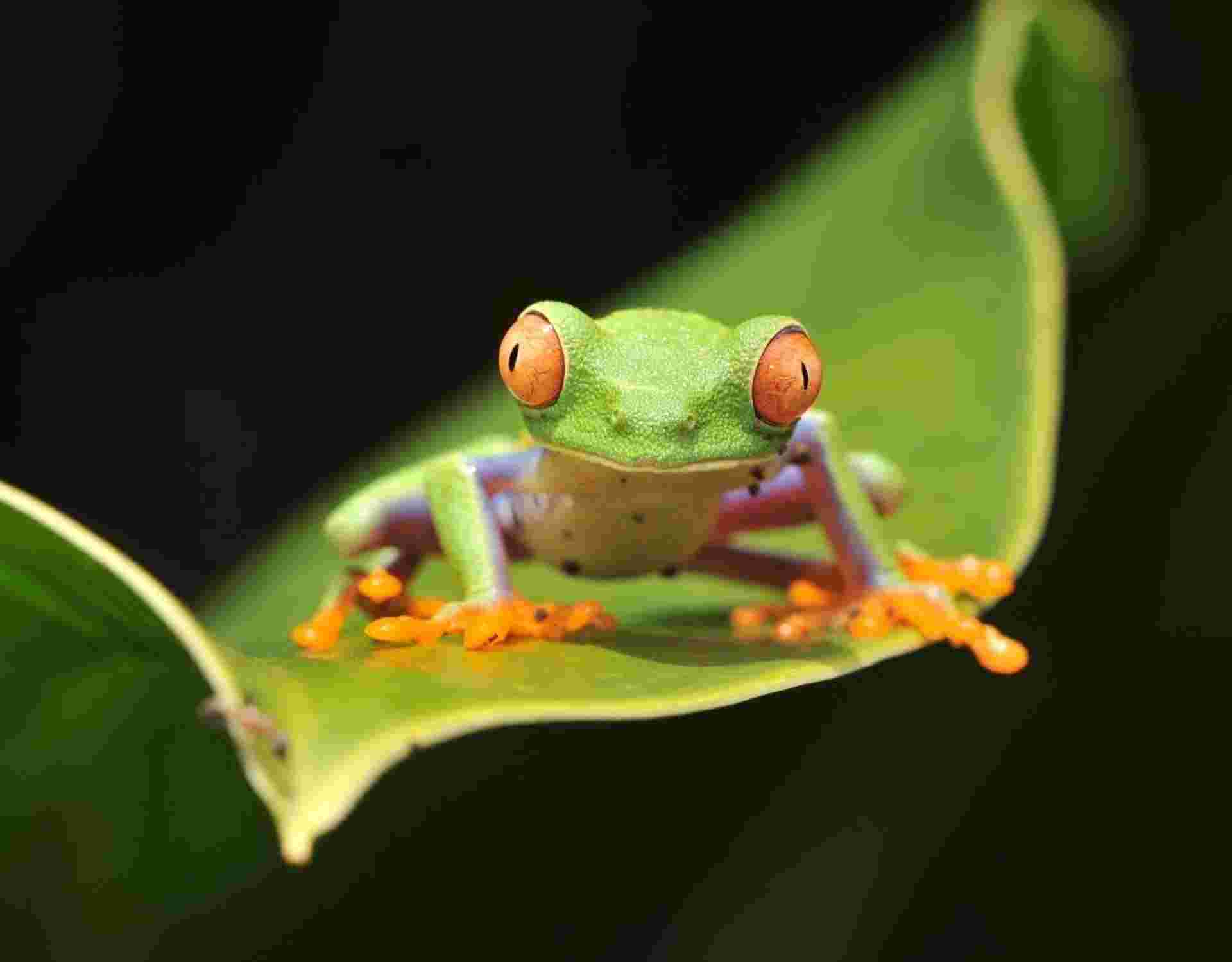 Tropical Costa Rica 5 Days, Short Break