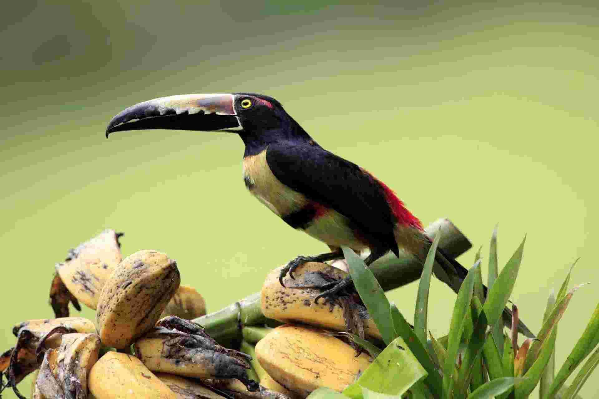 Tropical Costa Rica, 7 Days