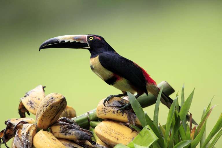 Tropical Costa Rica, 7 Days - 7 days