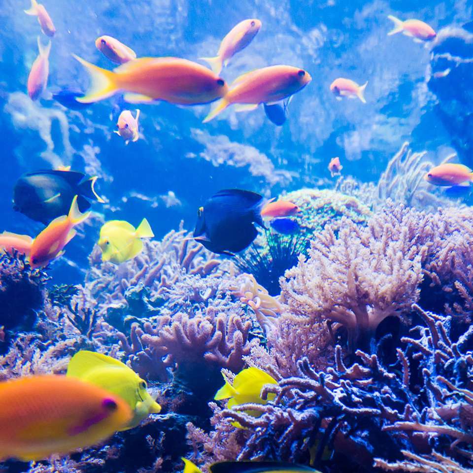 Tropical Reef and Rainforest - Aat Kings - Australia - Image 3
