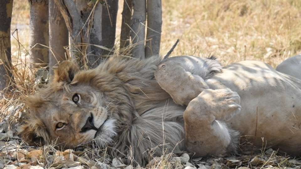 Twelve-Day Uganda Safari - Range Land Safaris Uganda - Uganda - Image 2
