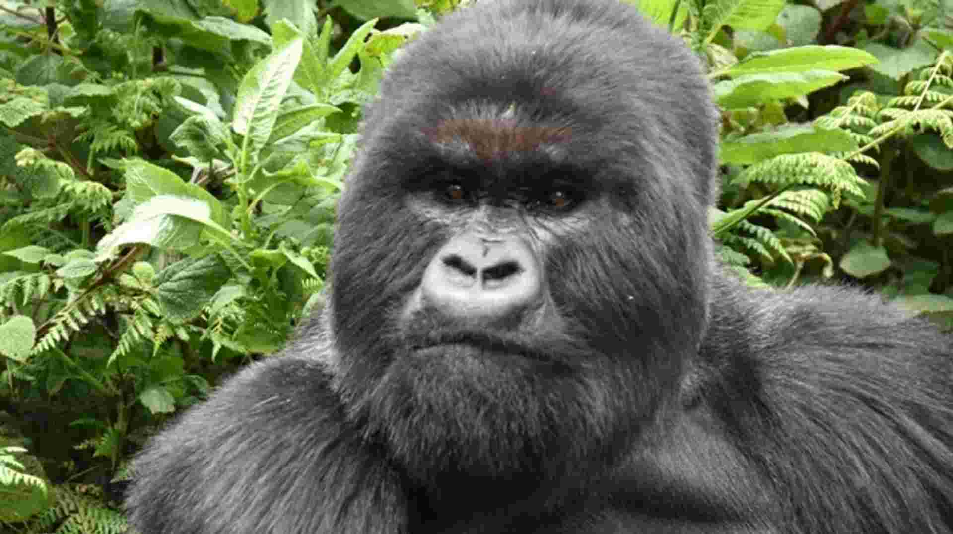 Twelve-Day Uganda Safari