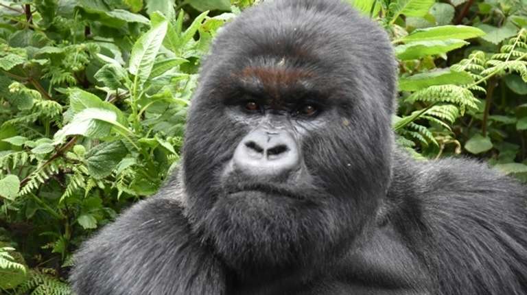 Twelve-Day Uganda Safari