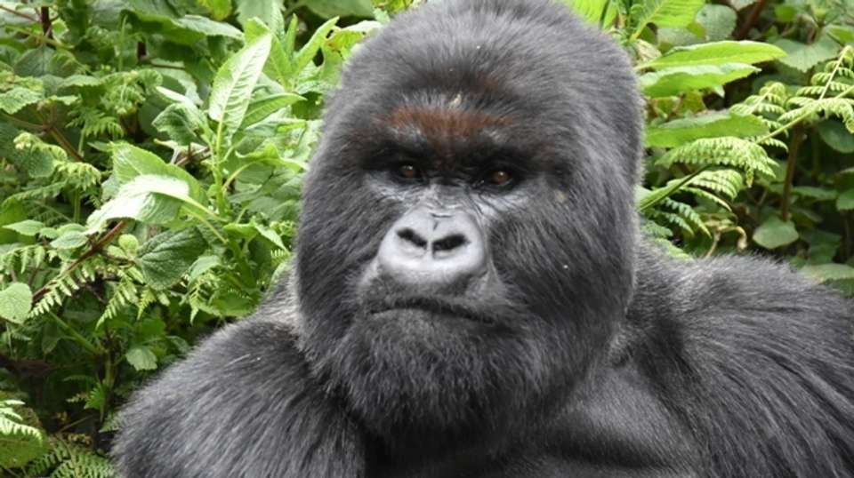 Twelve-Day Uganda Safari - Range Land Safaris Uganda - Uganda - Image 1
