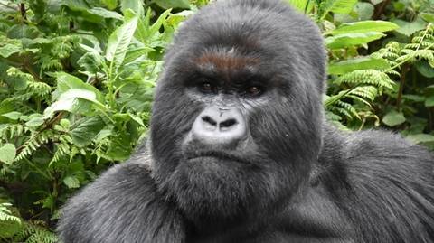 Gorilla And Chimpanzee Tracking Tour: Twelve-day Uganda Safari