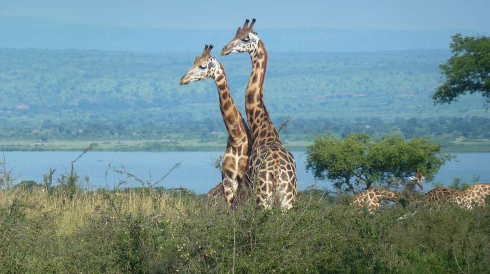 Twelve-Day Uganda Safari - Range Land Safaris Uganda - Uganda - Image 4