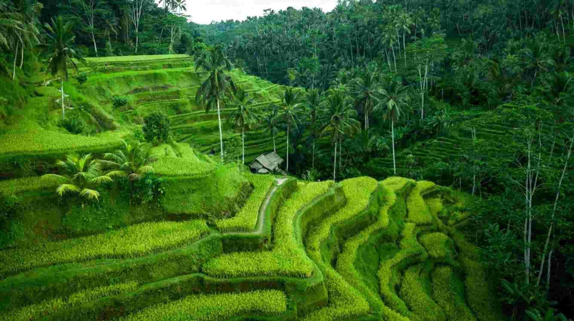 Ubud & Kintamani Volcano Tour