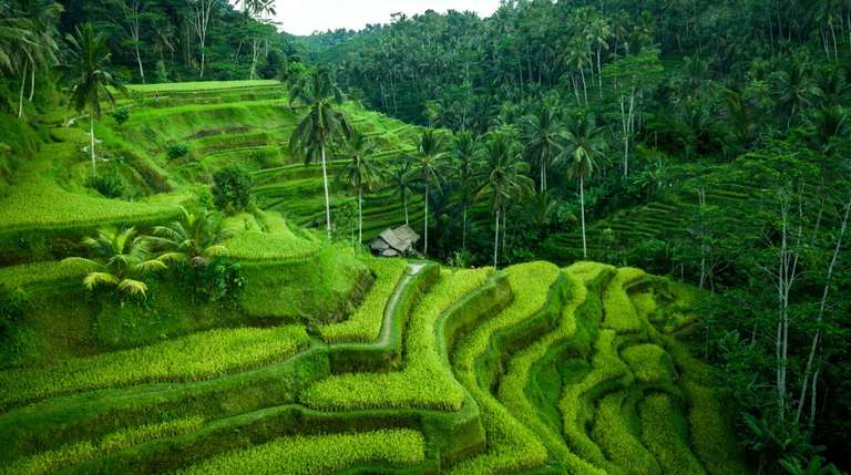 Indonesia Volcanoes Tour: Ubud & Kintamani Volcano Tour