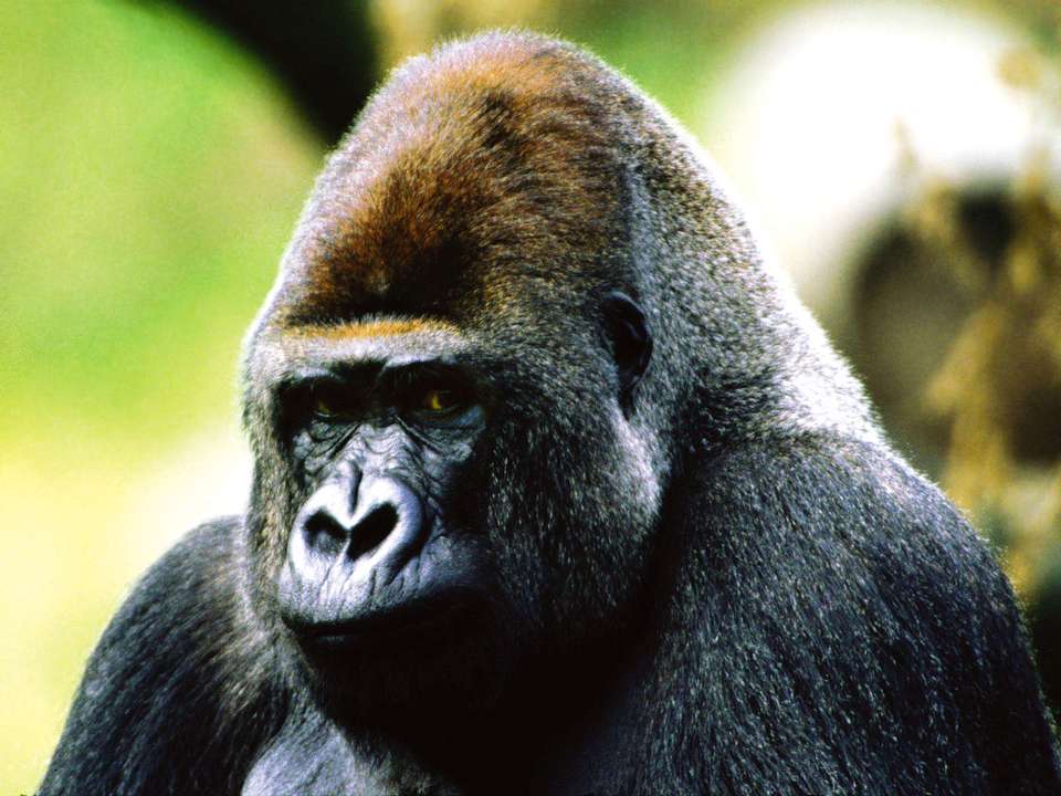 Uganda & Gorilla Trek Express - 6 days - undefined - Image 3