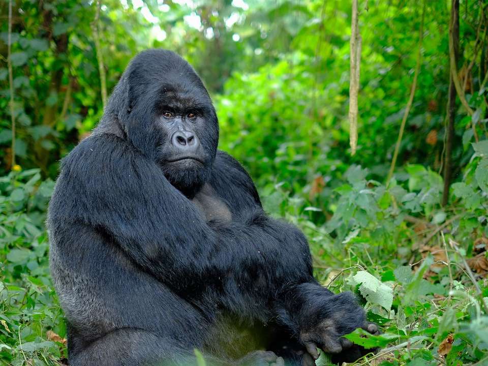 Uganda & Gorilla Trek Express (Accommodated) - 6 days - undefined - Image 3