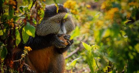 Wildlife Tour: Uganda And Rwanda Gorilla Discovery