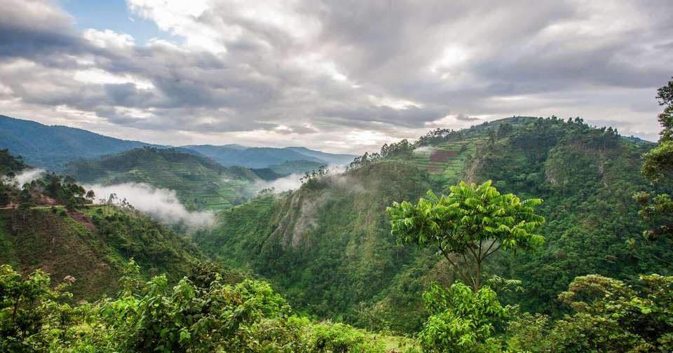 Uganda and Rwanda Gorilla Discovery - Explore - Uganda - Image 6