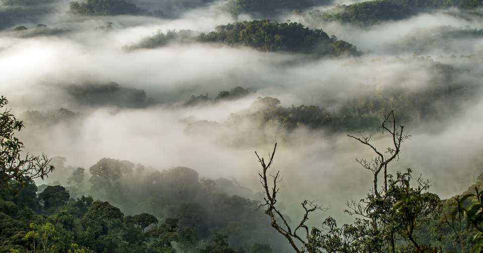 Uganda and Rwanda Gorilla Discovery - Explore - Uganda - Image 9