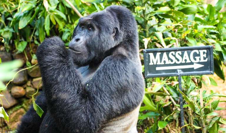 Uganda Tours for Young Adults: Uganda Gorilla Safari Air-Expedition 4D/3N