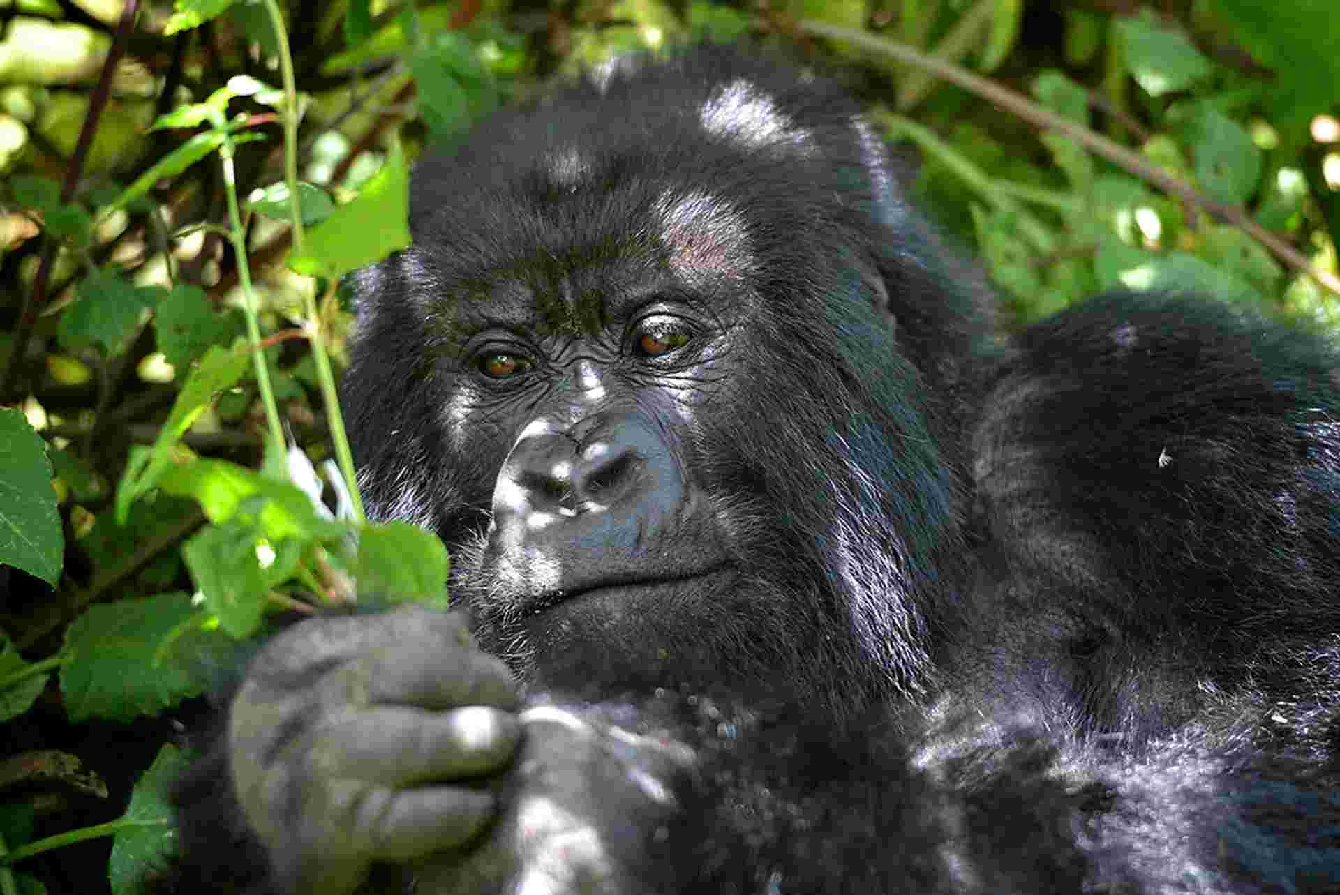 Uganda Gorilla Short Break: Original