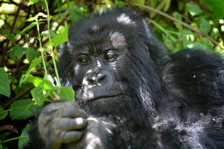 Uganda Travel Deals: Uganda Gorilla Short Break: Original