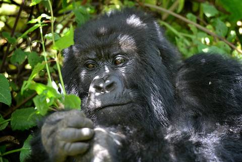 Uganda Wildlife Tour: Uganda Gorilla Short Break: Original