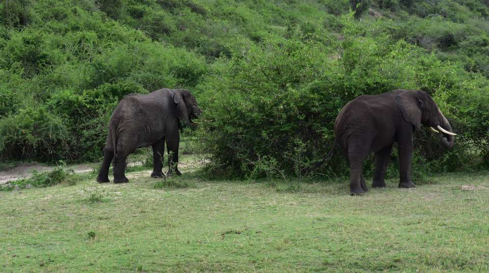 Uganda Highlights: Eleven Day Safari - Valiant Safaris - Uganda - Image 2