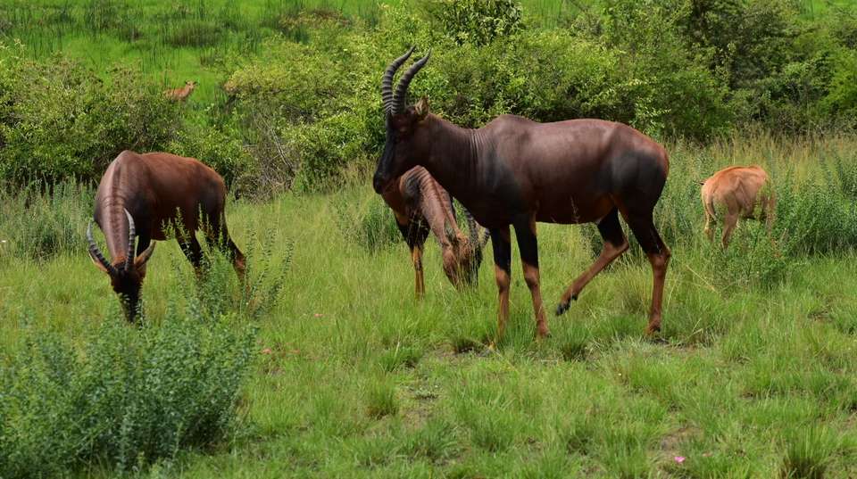 Uganda Highlights: Eleven Day Safari - Valiant Safaris - Uganda - Image 3