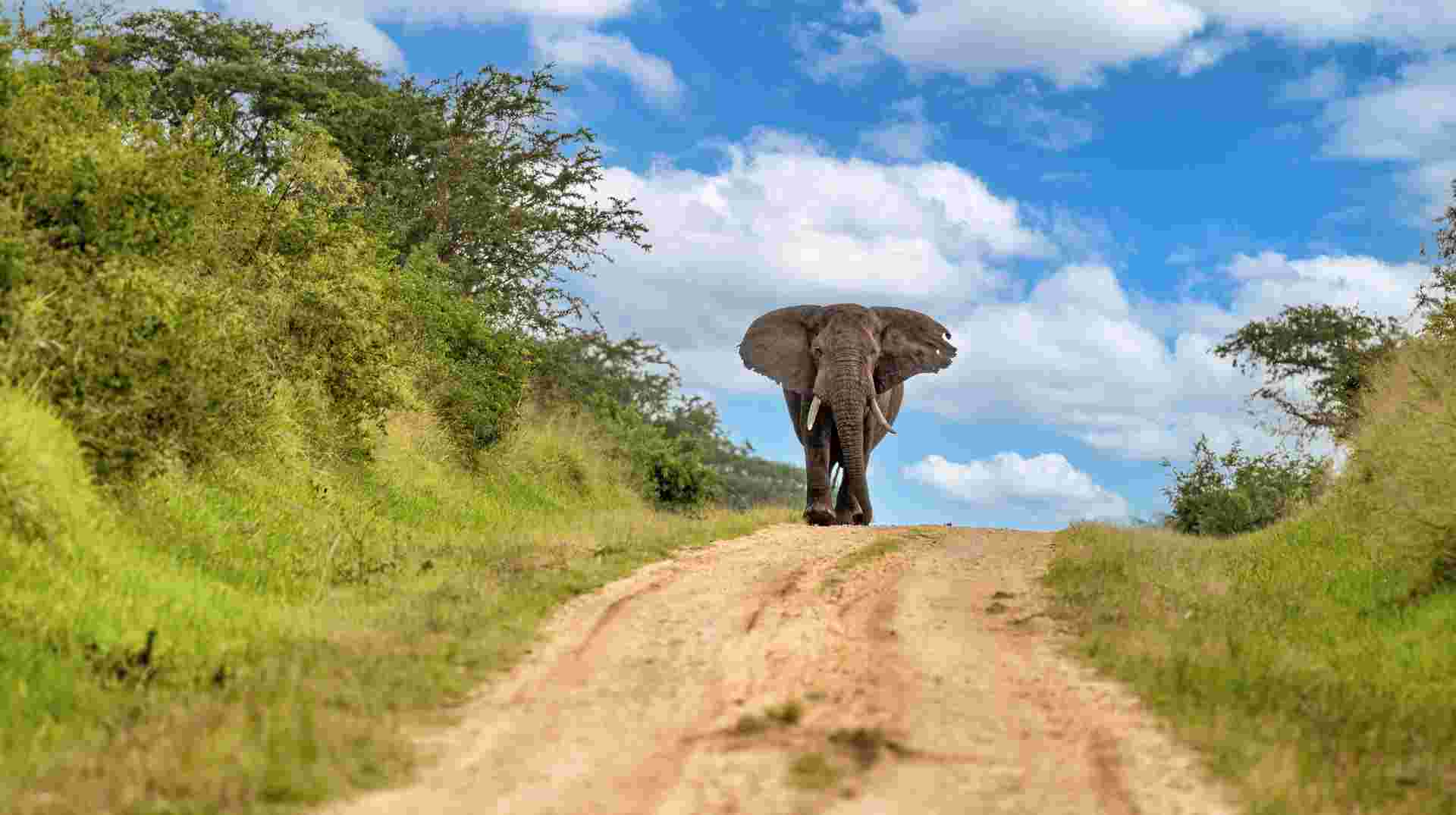 Uganda Highlights: Eleven Day Safari