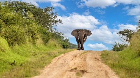 Gorilla And Chimpanzee Tracking Tour: Uganda Highlights: Eleven Day Safari