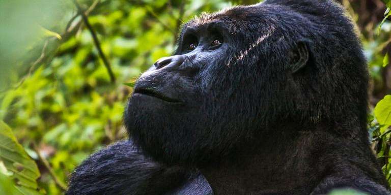 Uganda Tours for Young Adults: Uganda Overland: Gorillas & Chimps