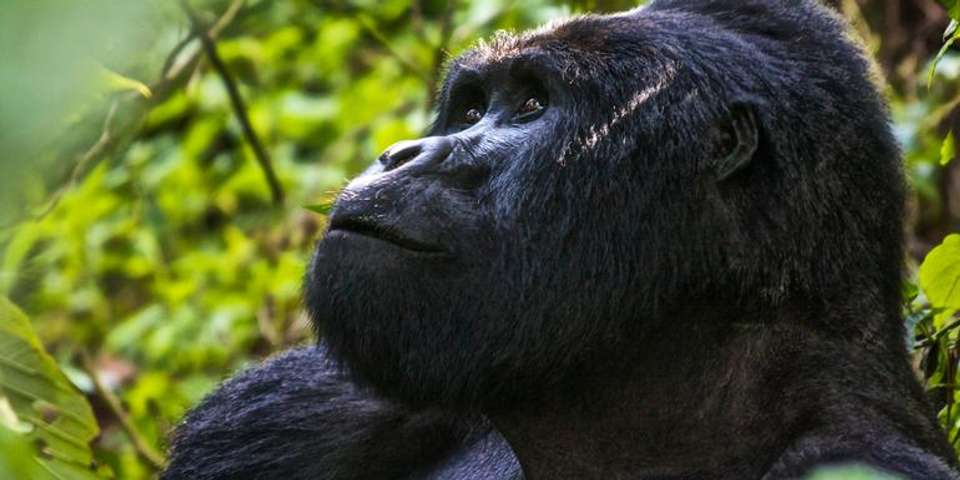Uganda Overland: Gorillas & Chimps - G Adventures - Uganda - Image 1