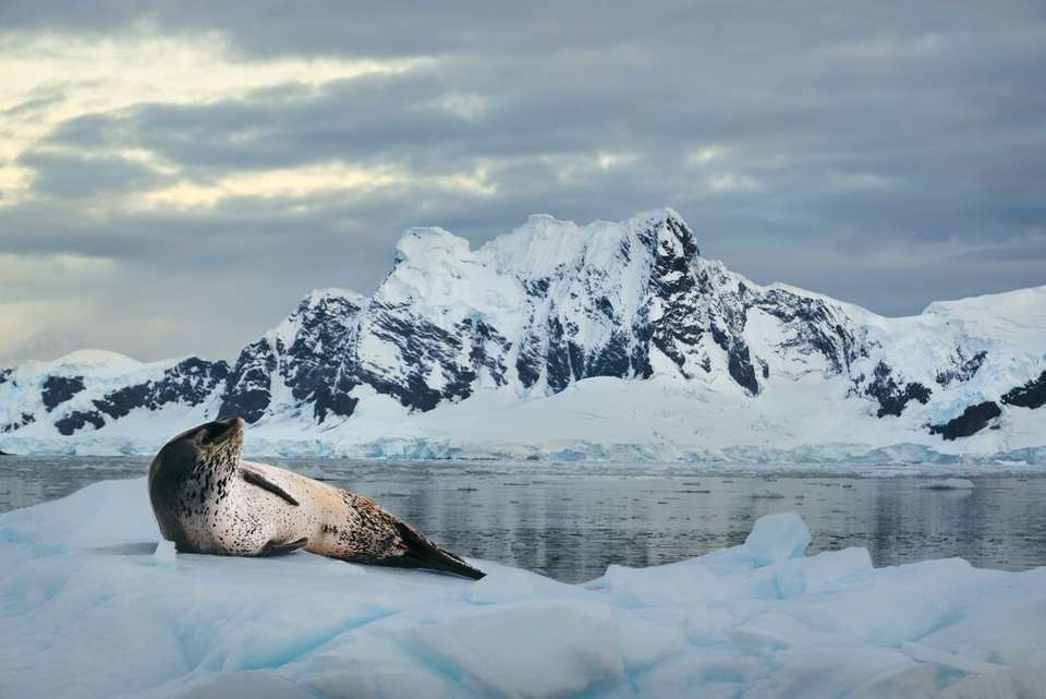 Ultimate Antarctic Circle Crossing (Ocean Albatros) - Intrepid Travel - Argentina - Image 2