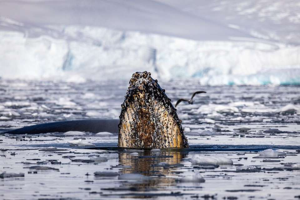 Ultimate Antarctic Circle Crossing (Ocean Albatros) - Intrepid Travel - Argentina - Image 6
