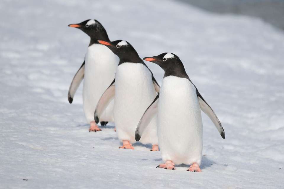 Ultimate Antarctic Circle Crossing (Ocean Albatros) - Intrepid Travel - Argentina - Image 7