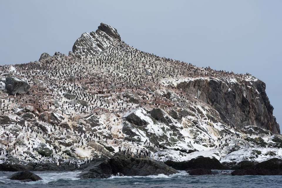 Ultimate Antarctic Circle Crossing (Ocean Albatros) - Intrepid Travel - Argentina - Image 9
