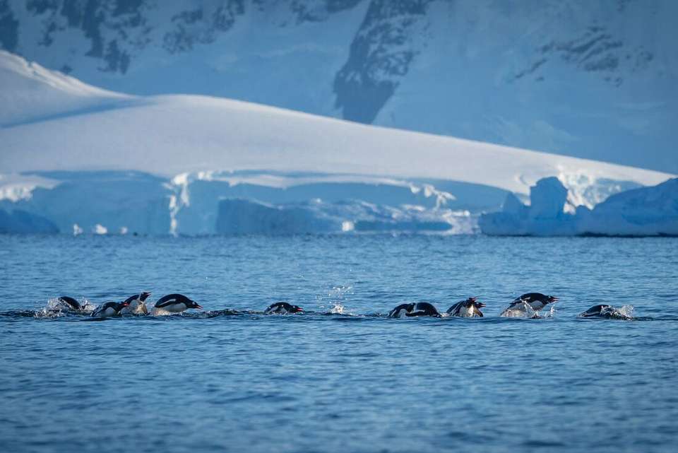 Ultimate Antarctic Circle Crossing (Ocean Albatros) - Intrepid Travel - Argentina - Image 13
