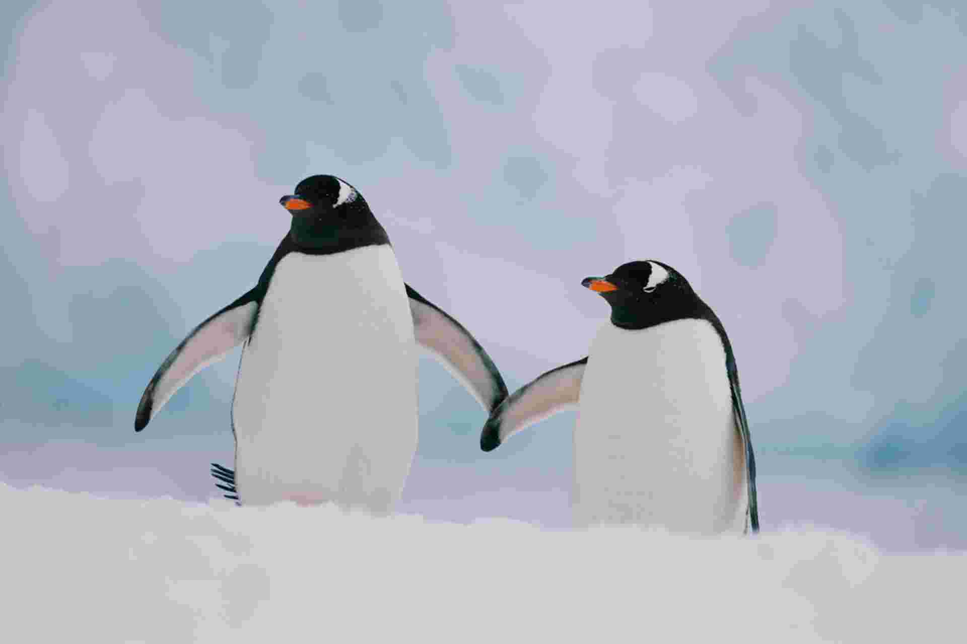 Ultimate Antarctica: Falklands, South Georgia & the Antarctic Circle