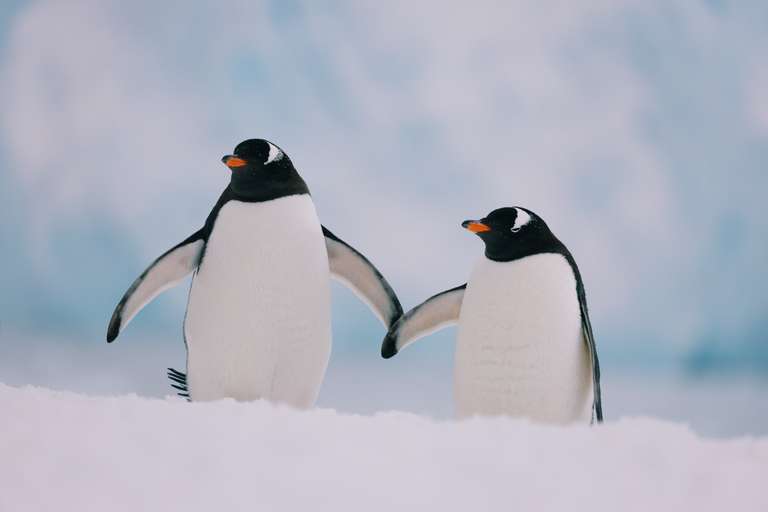 Ultimate Antarctica: Falklands, South Georgia & the Antarctic Circle trip - alternative tour available