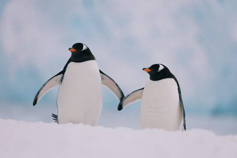 Ushuaia Wildlife Tour: Ultimate Antarctica: Falklands, South Georgia & The Antarctic Circle