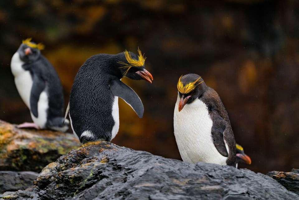 Ultimate Explorer: Falklands, South Georgia & Antarctic Circle (Ocean Nova) - Intrepid Travel - Argentina - Image 2