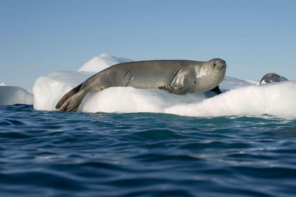 Ultimate Explorer: Falklands, South Georgia & Antarctic Circle (Ocean Nova) - Intrepid Travel - Argentina - Image 4