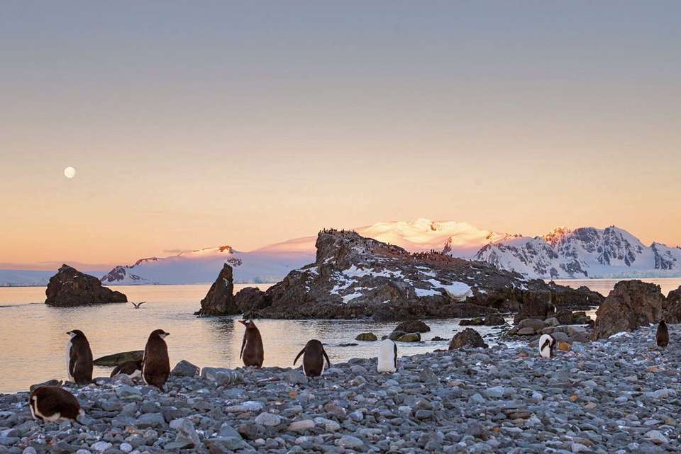 Ultimate Explorer: Falklands, South Georgia & Antarctic Circle (Ocean Nova) - Intrepid Travel - Argentina - Image 8