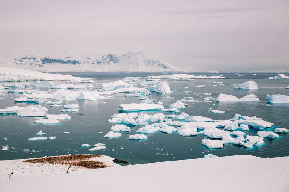 Ultimate Explorer: Falklands, South Georgia & Antarctic Circle (Ocean Nova) - Intrepid Travel - Argentina - Image 10