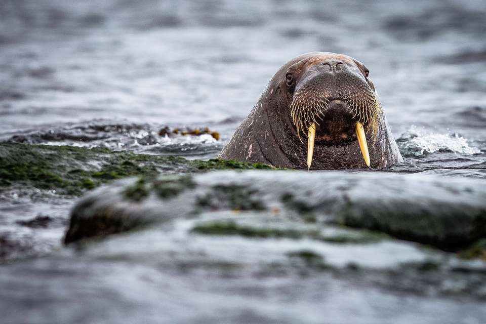 Ultimate Arctic Voyage: From Svalbard to Jan Mayen to Iceland - undefined - Image 7