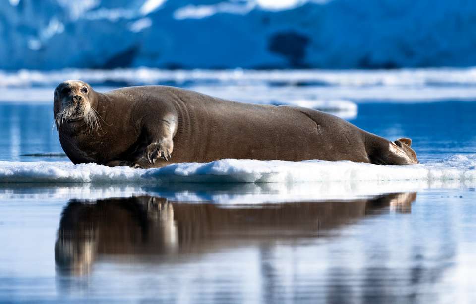 Ultimate Arctic Voyage: From Svalbard to Jan Mayen to Iceland - undefined - Image 12
