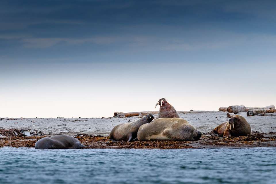 Ultimate Arctic Voyage: From Svalbard to Jan Mayen to Iceland - undefined - Image 14