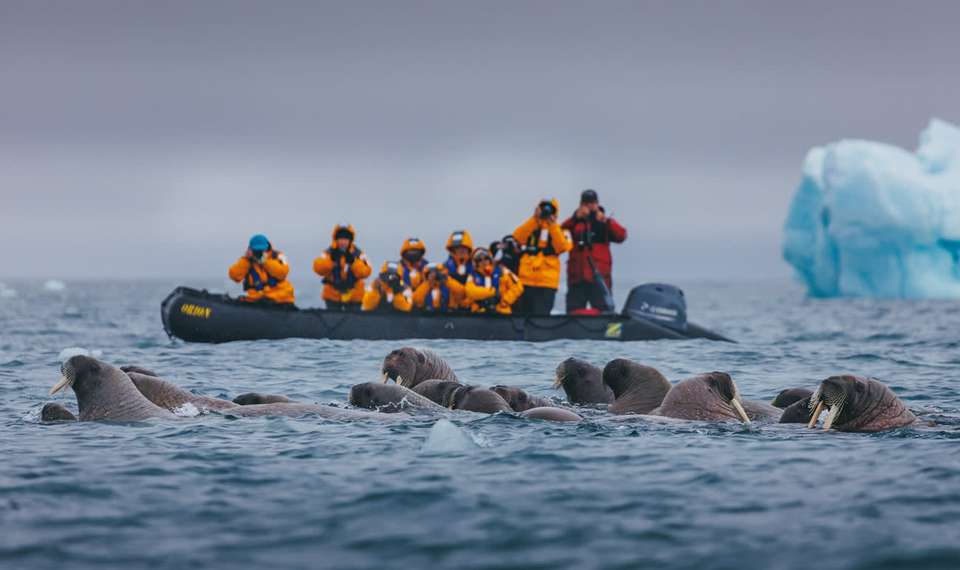 Ultimate Arctic Voyage: From Svalbard to Jan Mayen to Iceland - undefined - Image 4