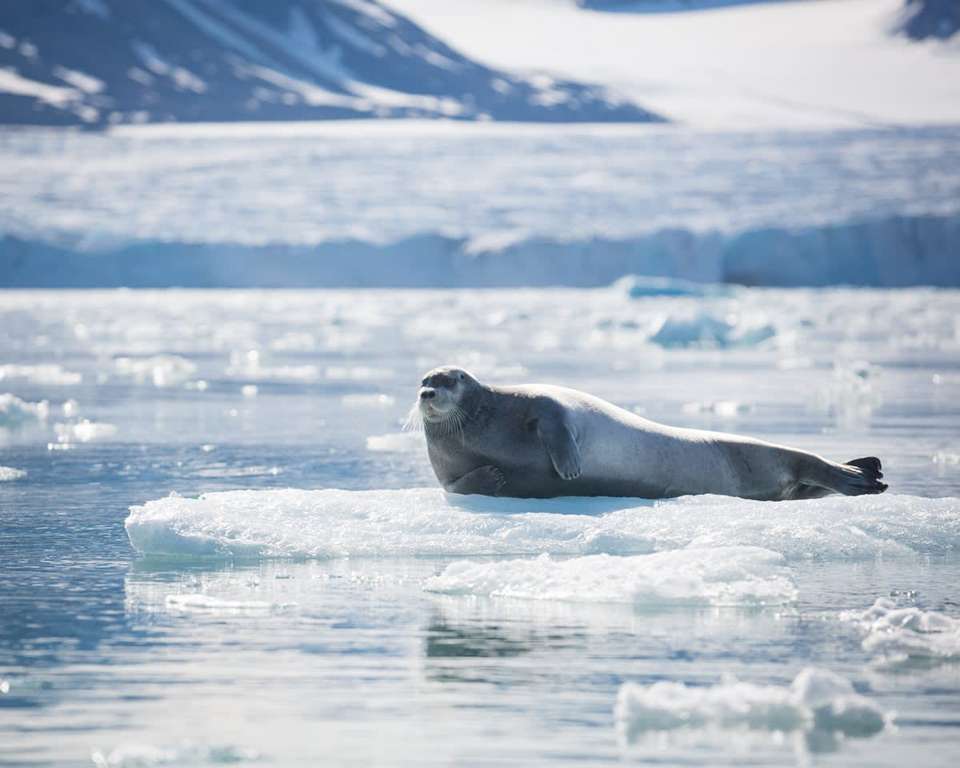 Ultimate Arctic Voyage: From Svalbard to Jan Mayen to Iceland - undefined - Image 5