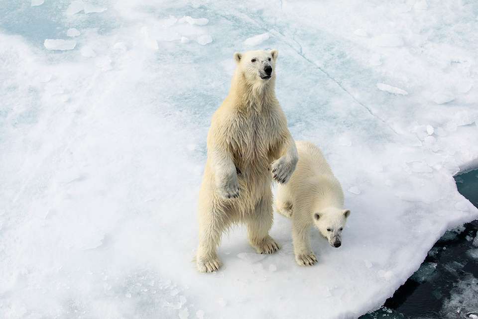Ultimate Arctic Voyage: From Svalbard to Jan Mayen to Iceland - undefined - Image 3