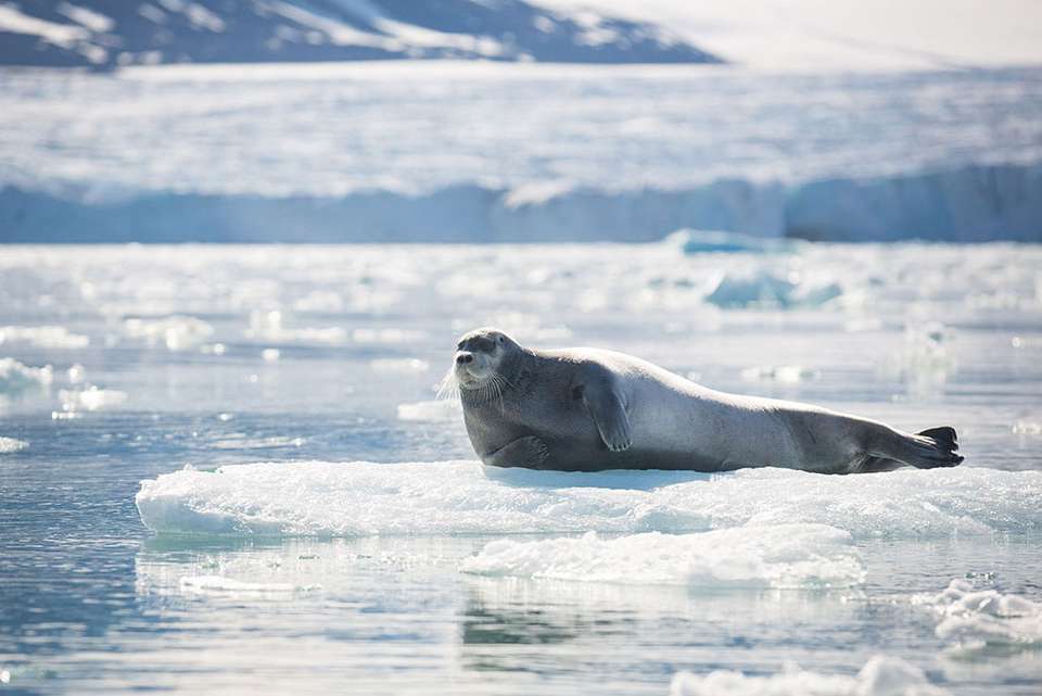 Ultimate Arctic Voyage: From Svalbard to Jan Mayen to Iceland - undefined - Image 8