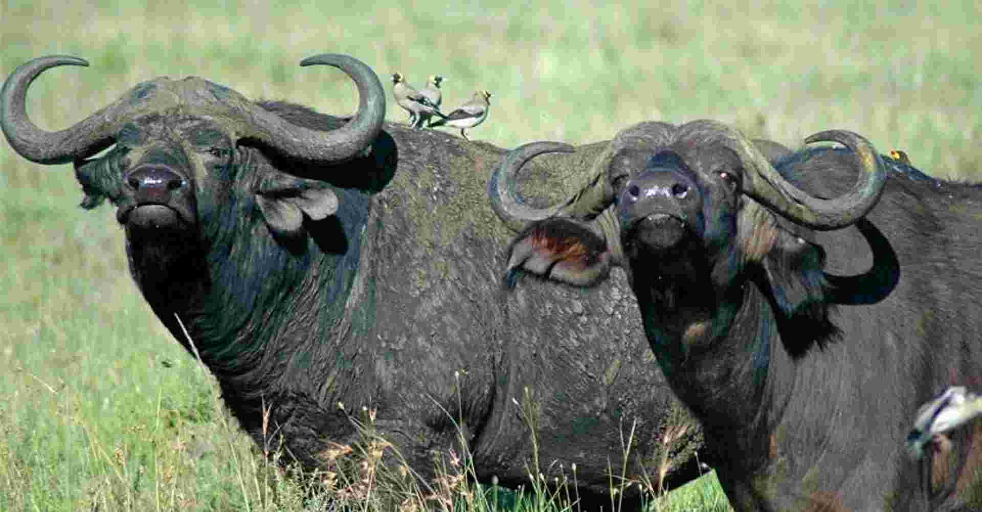 Ultimate Day Trip to the Ngorongoro Crater