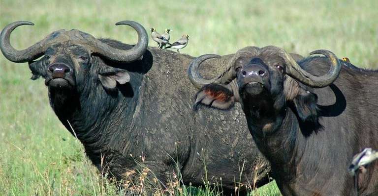 Ultimate Day Trip to the Ngorongoro Crater trip - alternative tour available