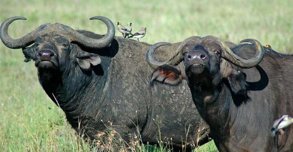 Ultimate Day Trip to the Ngorongoro Crater - Lights On Africa Destinations & Safaris - Tanzania - Image 1