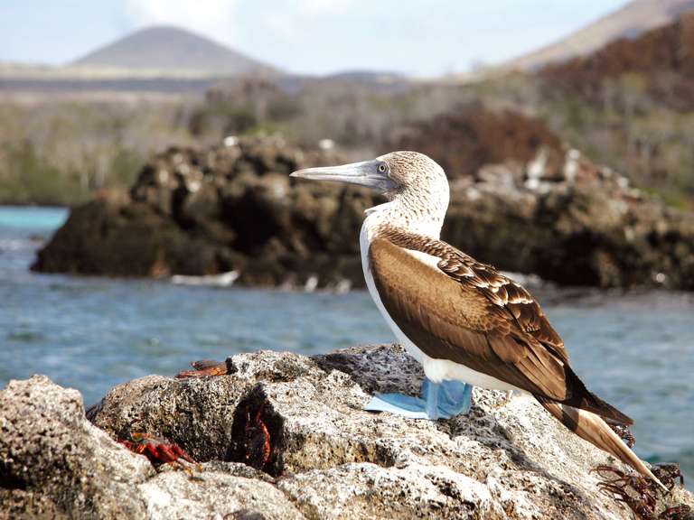 Ultimate Galapagos - 10 days trip - alternative tour available